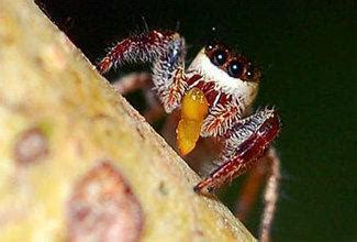 V­e­j­e­t­a­r­y­e­n­ ­ö­r­ü­m­c­e­k­ ­-­ ­D­ü­n­y­a­ ­H­a­b­e­r­l­e­r­i­